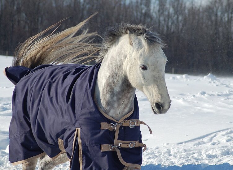 Winter Horse Care Tips: To Blanket Or Not To Blanket - That Is The Question