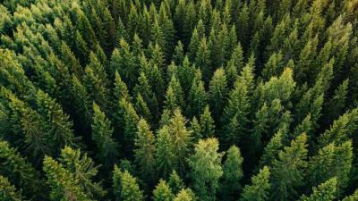 Trees and offsetting your carbon footprint (everything you need to know)