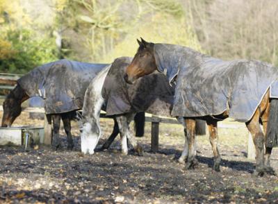 Horse Keeping - Mud Management 102: Paddock Footing