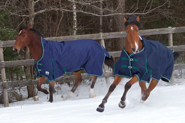 The top 2 reasons people mistakenly think their horse rug is